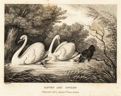 En ravn forsøger at vaske sig for at være mere som de hvide svaner. 1811 (ætsning) af Samuel Howitt