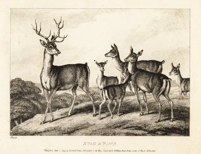 En kronhjort med do og fawns. Hjorte og fawn. 1811 (ætsning) af Samuel Howitt