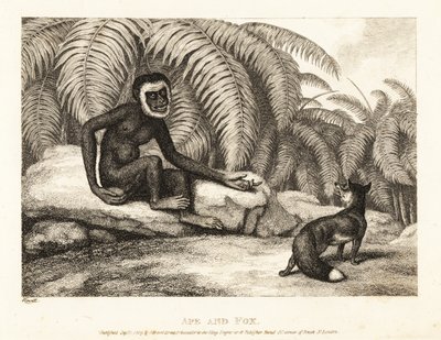 En haleløs abe beder en ræv om noget af hans hale. Abe og ræv. 1811 (ætsning) af Samuel Howitt