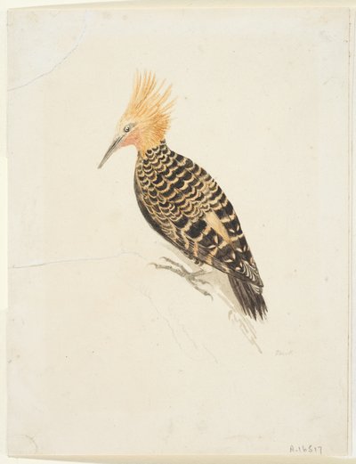 Fugl, ca. 1765-22 (grafit og akvarel på vævet papir, nedlagt) af Samuel Howitt
