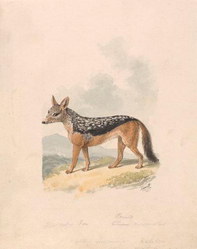 Sortrygget sjakal af Samuel Howitt