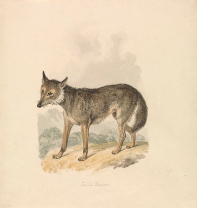 Canis Lupus eller grå ulv af Samuel Howitt