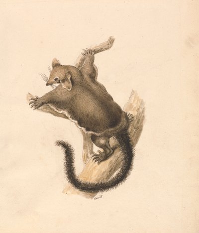 Flyvende egern af Samuel Howitt