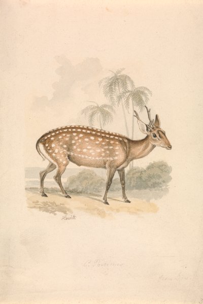Hjort af Samuel Howitt