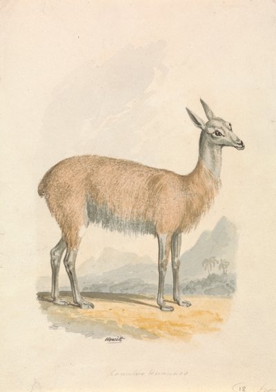 Lama af Samuel Howitt