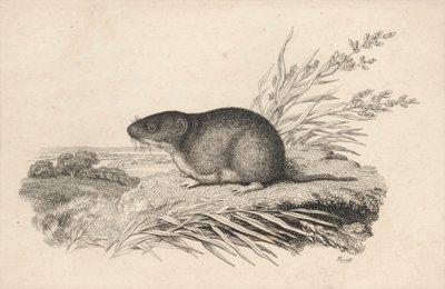 bisamrotte af Samuel Howitt