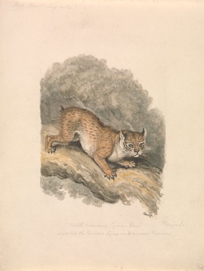 Nordamerikansk Lynx af Samuel Howitt