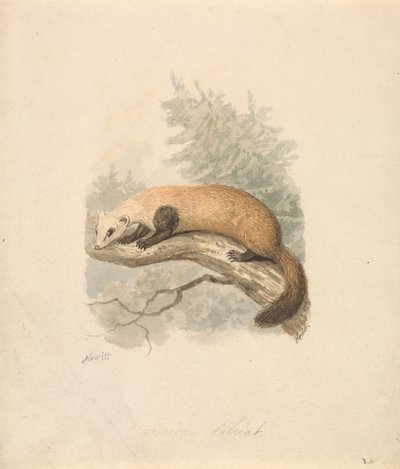 Polecat af Samuel Howitt
