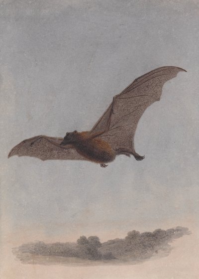 Studie af en vampyrflagermus af Samuel Howitt
