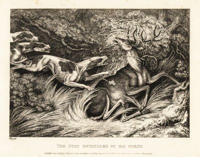 Tre hunde angriber en kronhjort, der er fanget af dens gevir. 1811 (ætsning) af Samuel Howitt