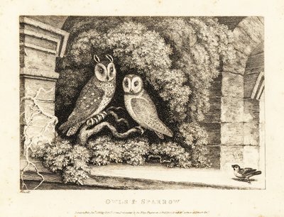 To ugler og en spurv. 1811 (ætsning) af Samuel Howitt