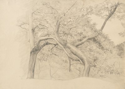 Et buskads af træer i løv, 1884 (grafit på buff bundet papir) af Samuel Isham