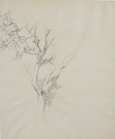Træstudie, 1884 (grafit på gråt papir) af Samuel Isham