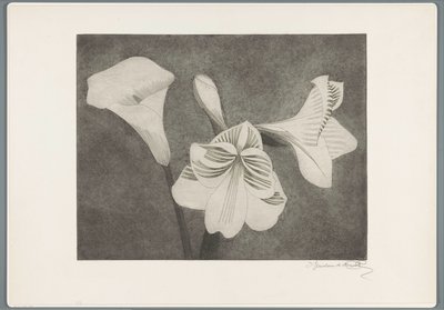 Amaryllis og arum af Samuel Jessurun de Mesquita (signed by artist)