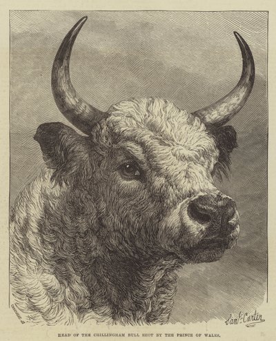 Leder af Chillingham Bull skudt af prinsen af Wales af Samuel John Carter