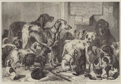 Hjem for fortabte og udsultede hunde, Hollingsworth-Street, Islington af Samuel John Carter