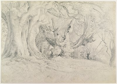 Gamle træer, Lullingstone Park, 1828 (grafit på papir) af Samuel Palmer
