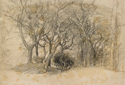 Studie af træer, Clovelly Park, 1834 af Samuel Palmer