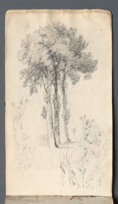 Skitsebog: Træstudie, 1814. af Samuel Prout