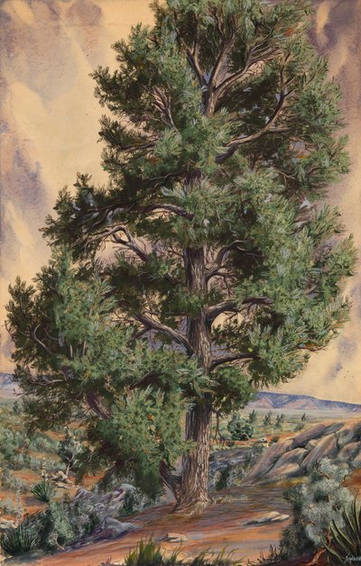 Pine Tree, n.d. af Sandow