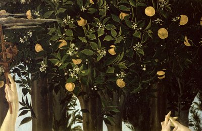 Primavera, detalje af appelsintræet, c.1478 tempera på panel af Sandro Botticelli