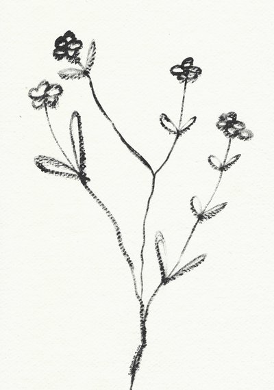 Minimalistisk botanisk tegning af Santhosh ch