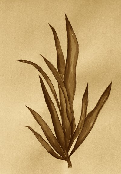 Botanisk studie i sepia af Santhosh ch