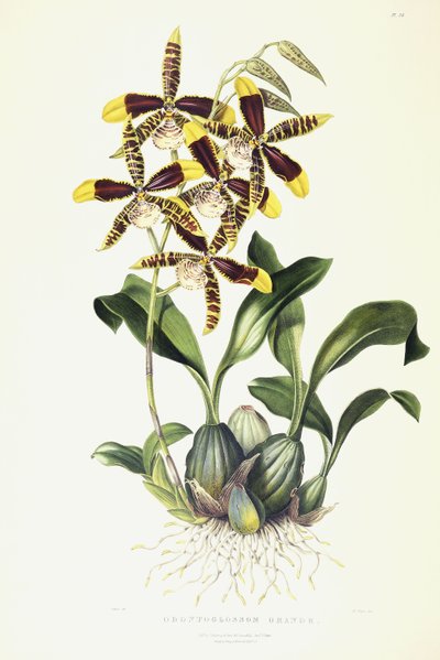 Odontoglossum Grande, c.1837-1843 af Miss Drake