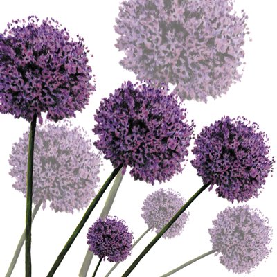 Allium Fernandez, 2004 (digital) af Sarah Hough