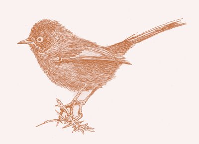 Dartford Warbler, 2017 af Sarah Hough