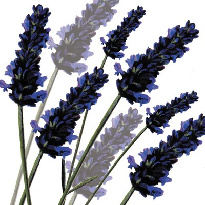 Sweet Lavender, 2004 (digital) af Sarah Hough