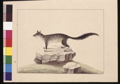 Side 10. Tapoa Tafa. Nu kendt som en Brush-tailed Phascogale, ca. 1789-90 (akvarel) af Sarah Stone