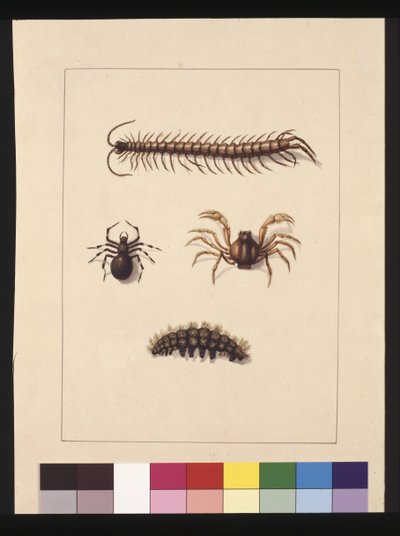 Side 11. Insekter i New South Wales. Nu kendt som almindelig tusindben, edderkoppeslægt Isopeda, soldatkrabbe, larve, ca. 1789-90 (akvarel) af Sarah Stone