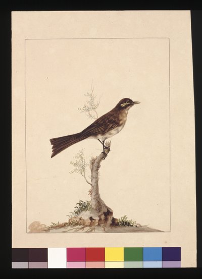 Side 14. Guløret fluesnapper. Nu kendt som en honningsæder med gul ansigt, ca. 1789-90 (akvarel) af Sarah Stone