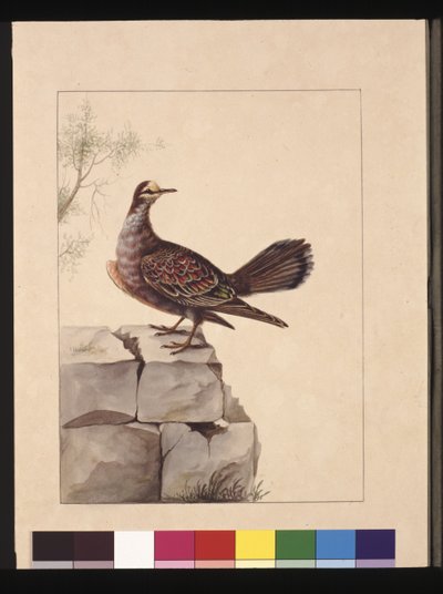 Side 15. Golden Winged Pidgeon. Nu kendt som en skovbronzedue, ca. 1789-90 (akvarel) af Sarah Stone
