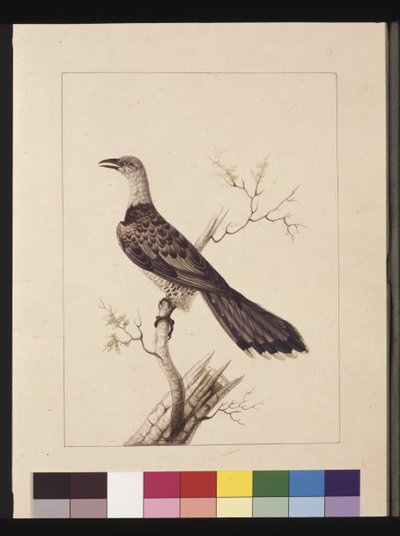 Side 1. Anomal næsehornsfugl: Signeret l.c. Sarah Smith. Nu kendt som en kanalnæbbet gøg, ca. 1789-90 (akvarel) af Sarah Stone