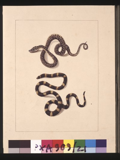 Side 21. Slanger nr. 1 & nr.2. Nu kendt som en ung diamantslange & en bandybandy, ca. 1789-90 (akvarel) af Sarah Stone