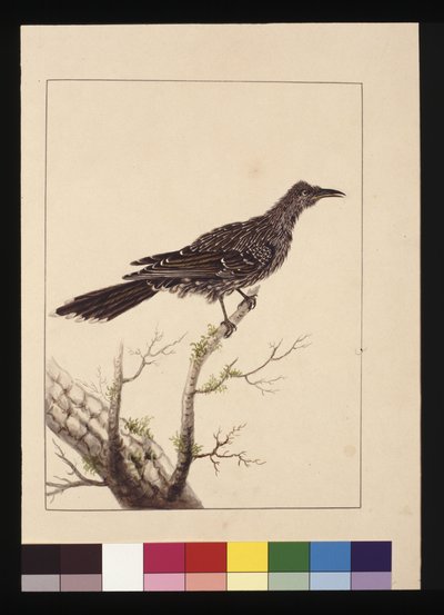 Side 26. Wattled Bee Eater hun. Nu kendt som en lille Wattle-fugl, ca. 1789-90 (akvarel) af Sarah Stone