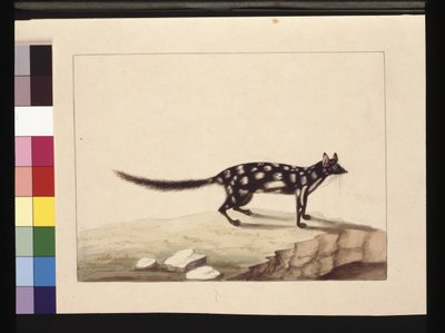 Side 28. En Tapoa Tafa. Nu kendt som en Dasyurus quoll. Ser ud til at være en Sarah Stone-kopi af en Charles Catton Junr. plade, ca. 1789-90 (akvarel) af Sarah Stone
