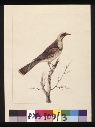 Side 3. Knop, Fronted Bee Eater: Signeret l.c. Sarah Smith. Nu kendt som en Friar-fugl, ca. 1789-90 (akvarel) af Sarah Stone
