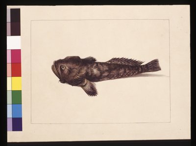 Side 8. Tvivlsom Lophius. Nu kendt som en frøfisk, ca. 1789-90 (akvarel) af Sarah Stone