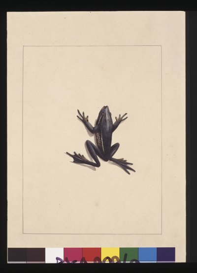 Side 9. Blå frø. Nu kendt som en grøn løvfrø, ca. 1789-90 (akvarel) af Sarah Stone
