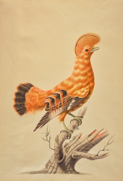 Rupicola Rupicola af Sarah Stone