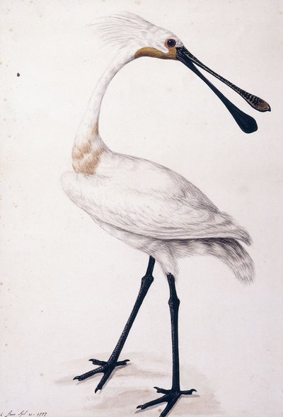 Skestork, 1777 af Sarah Stone