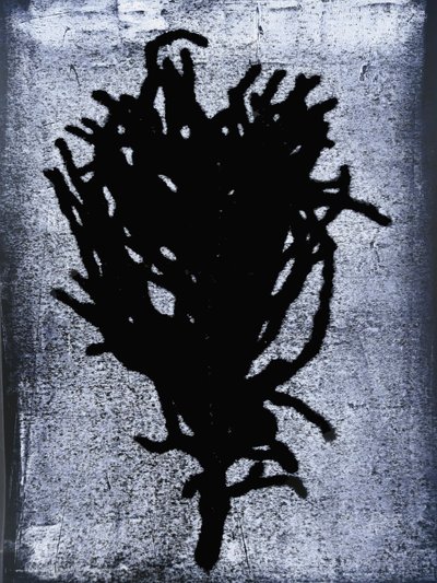 Sort bregne 2020 (monoprint) af Sarah Thompson Engels