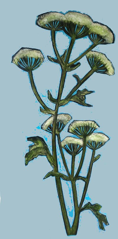 Hogweed 2020 (akryl om bord) af Sarah Thompson Engels
