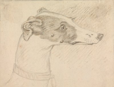 Hovedportræt af Greyhound af Sawrey Gilpin