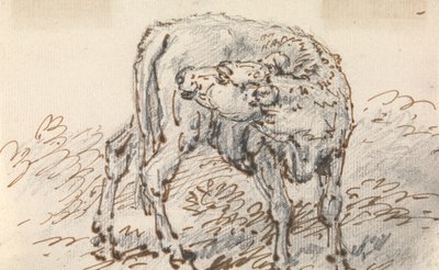 Studie af en kalv af Sawrey Gilpin