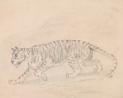 Tiger af Sawrey Gilpin