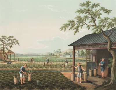 Teproduktion, ca. 1820 (kropsfarve og guldmaling på silke lagt på papir) af School Chinese